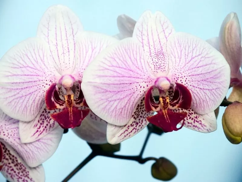 Мотылек Орхидея самый странный цветок