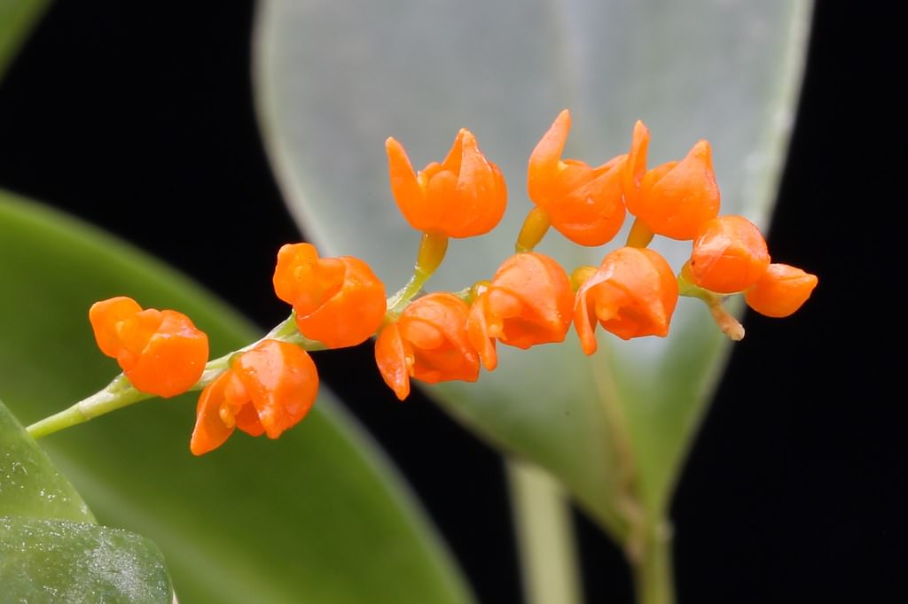 Pleurothallis Truncata