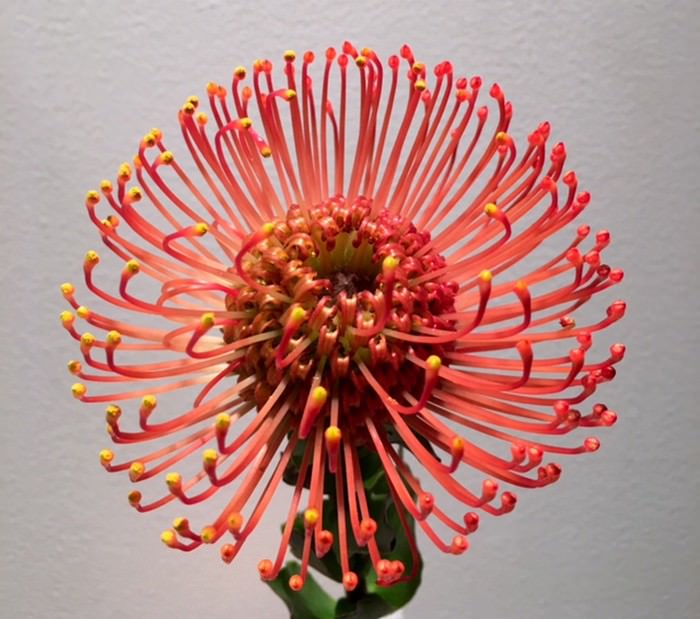 Wiatraczki Protea