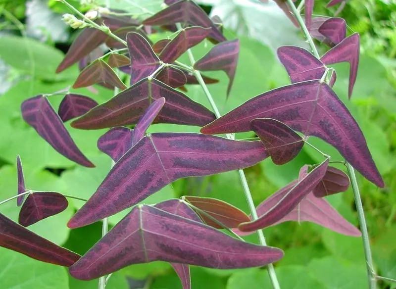 The 10 weirdest plants that most likely freak you out 21 Red Butterfly Wing