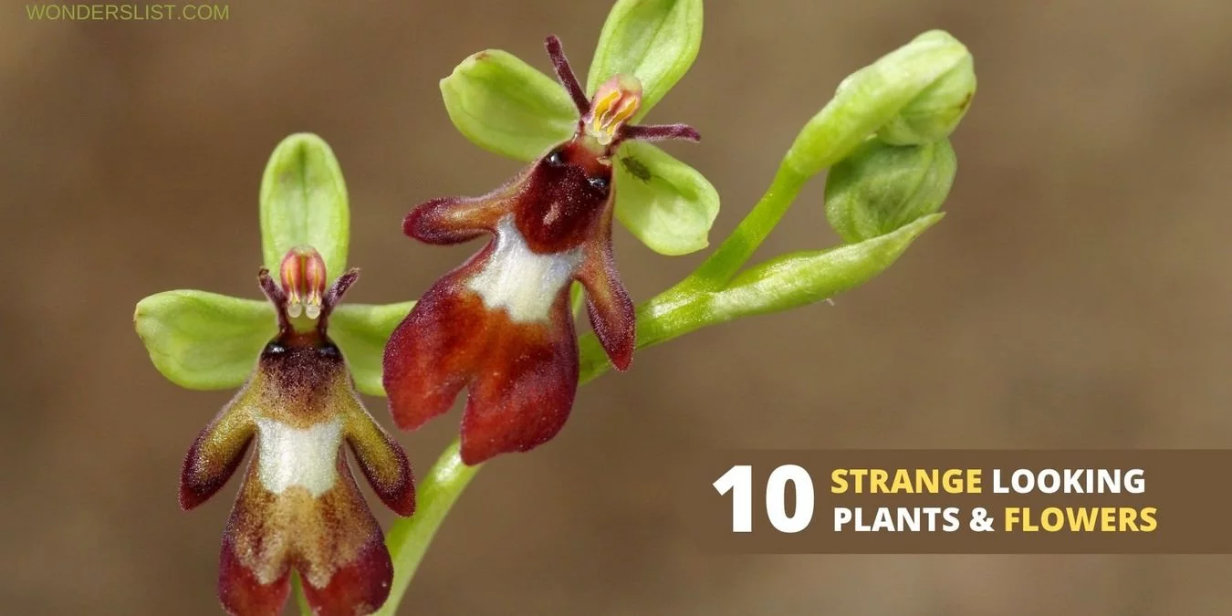 The 10 weirdest plants that most likely freak you out