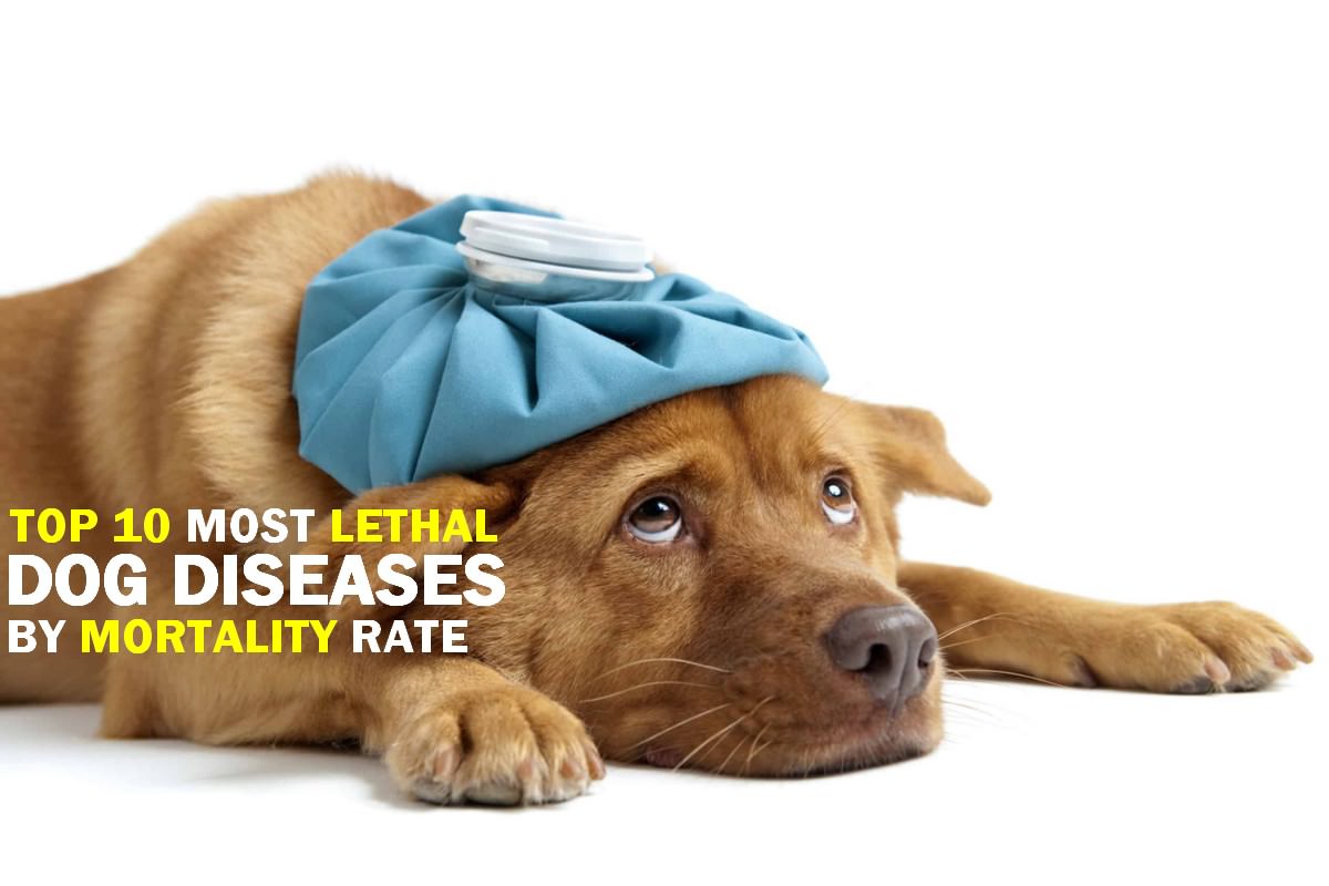 10 Most lethal dog diseases by mortality rate