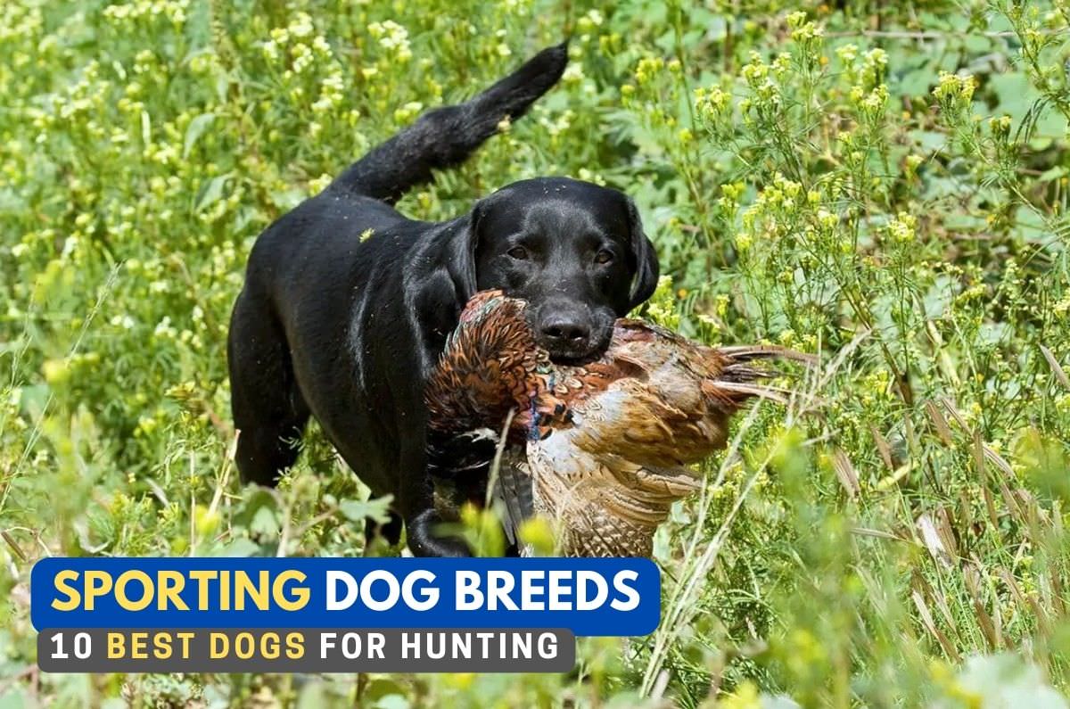 10 Sporting Dog Breeds: Fit to Be Your Next Hunting Companion