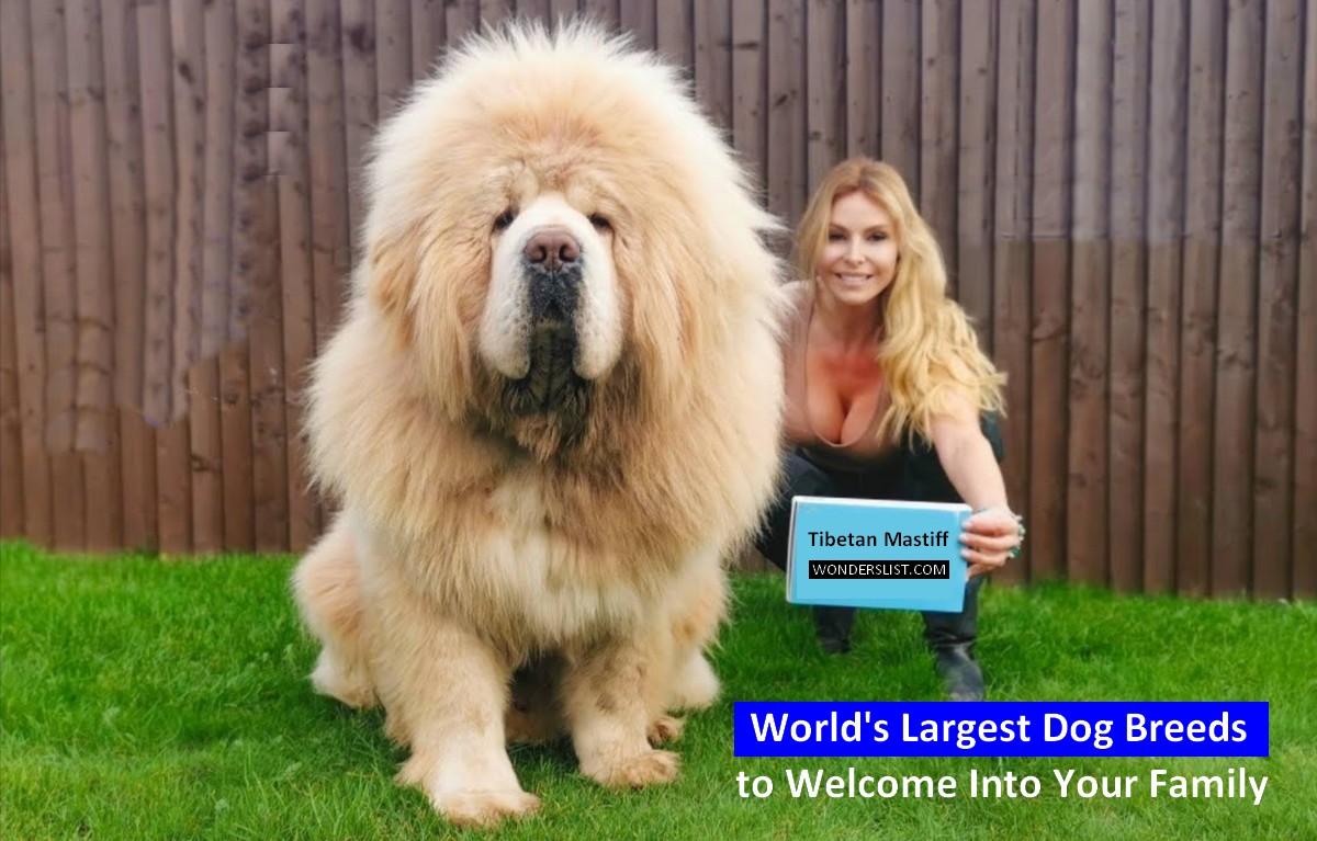 big dog breeds in the world