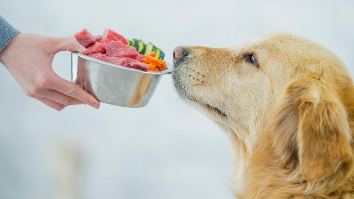 Reasons to Add Fruits into Your Dog's Diet - Top 15 Reasons