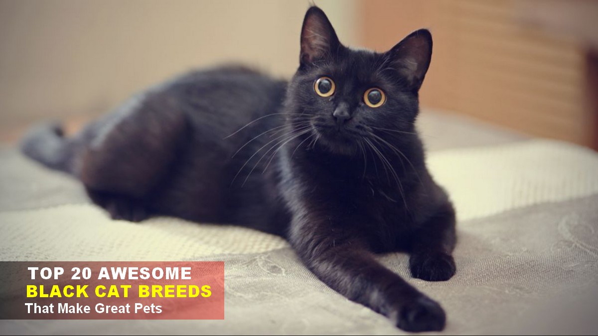 20 Black Cat Breeds that Make Excellent Pets