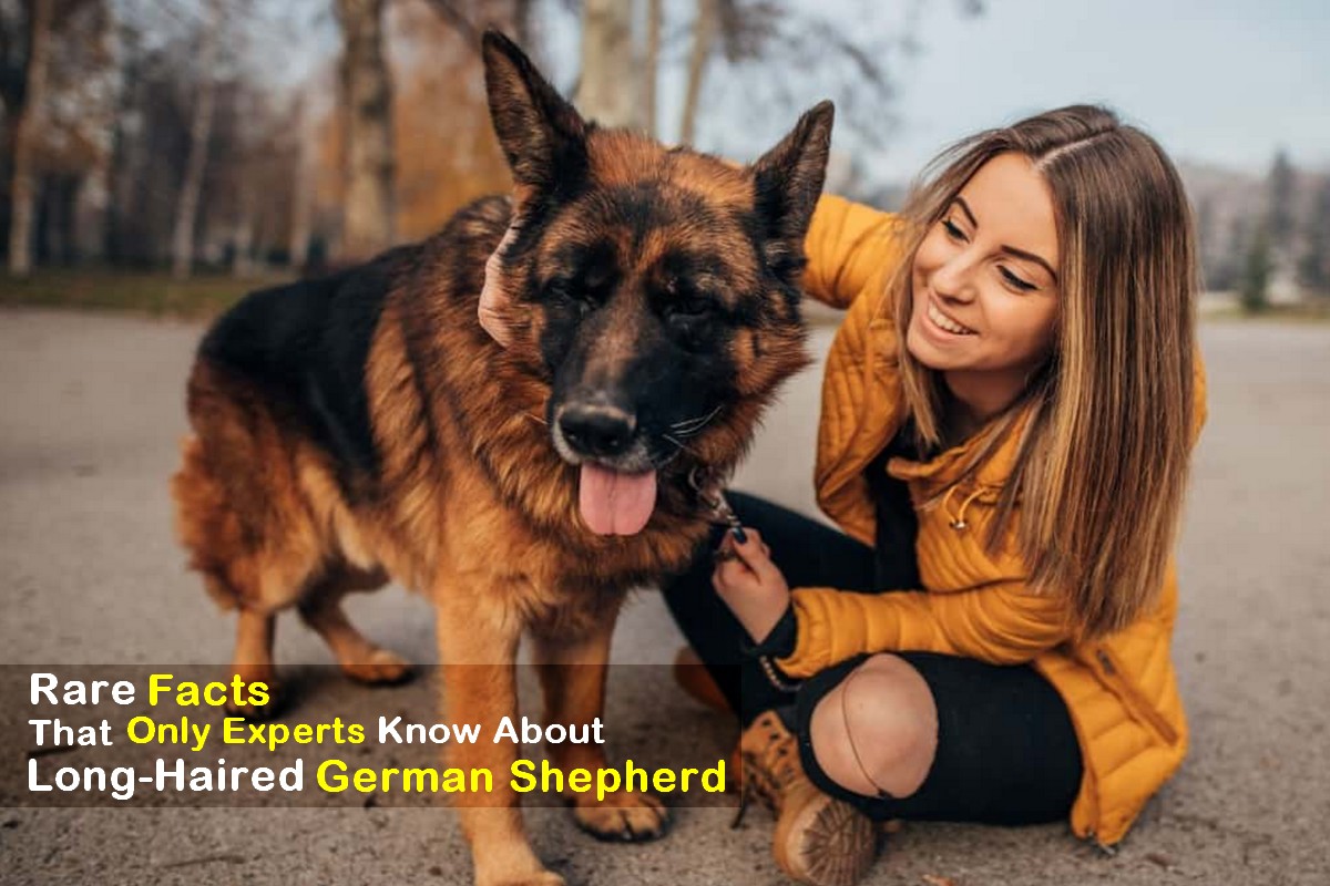 Long-Haired German Shepherd: 15 Rare Facts That only Experts Know