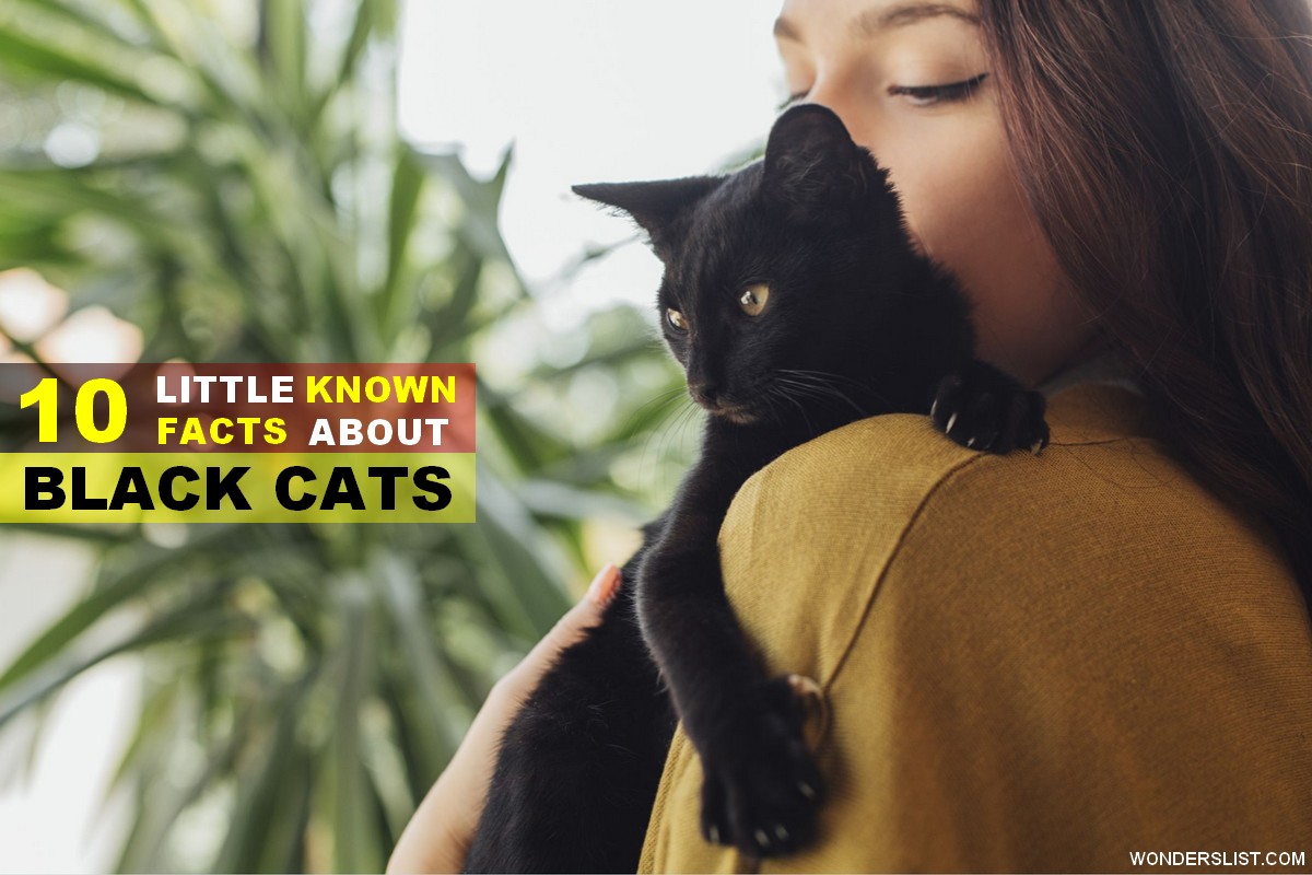 Top 10 Little Known Facts about Black Cats