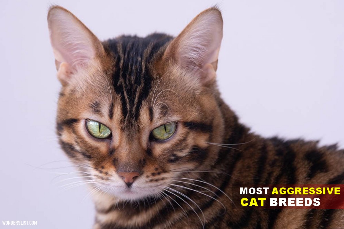 most aggressive cat breeds