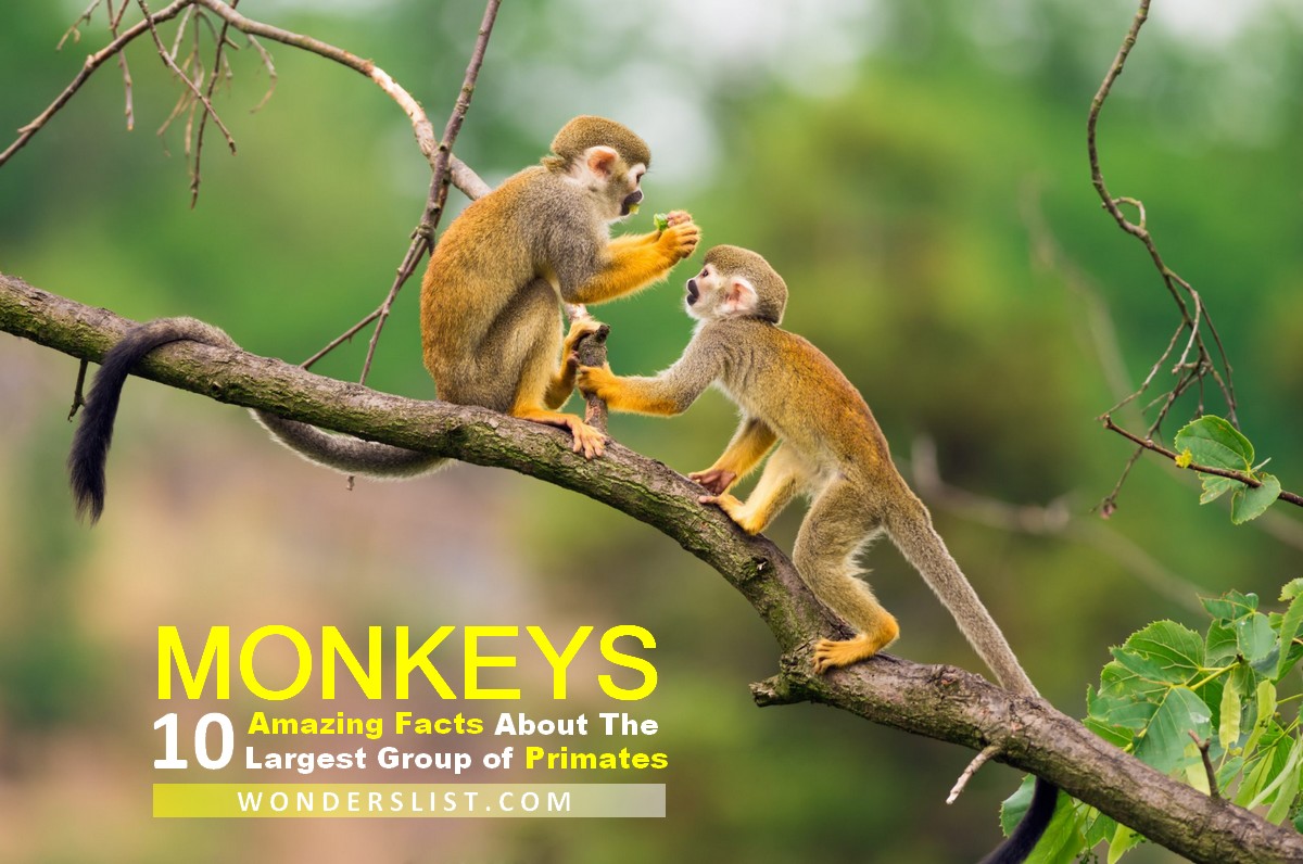 facts about monkeys