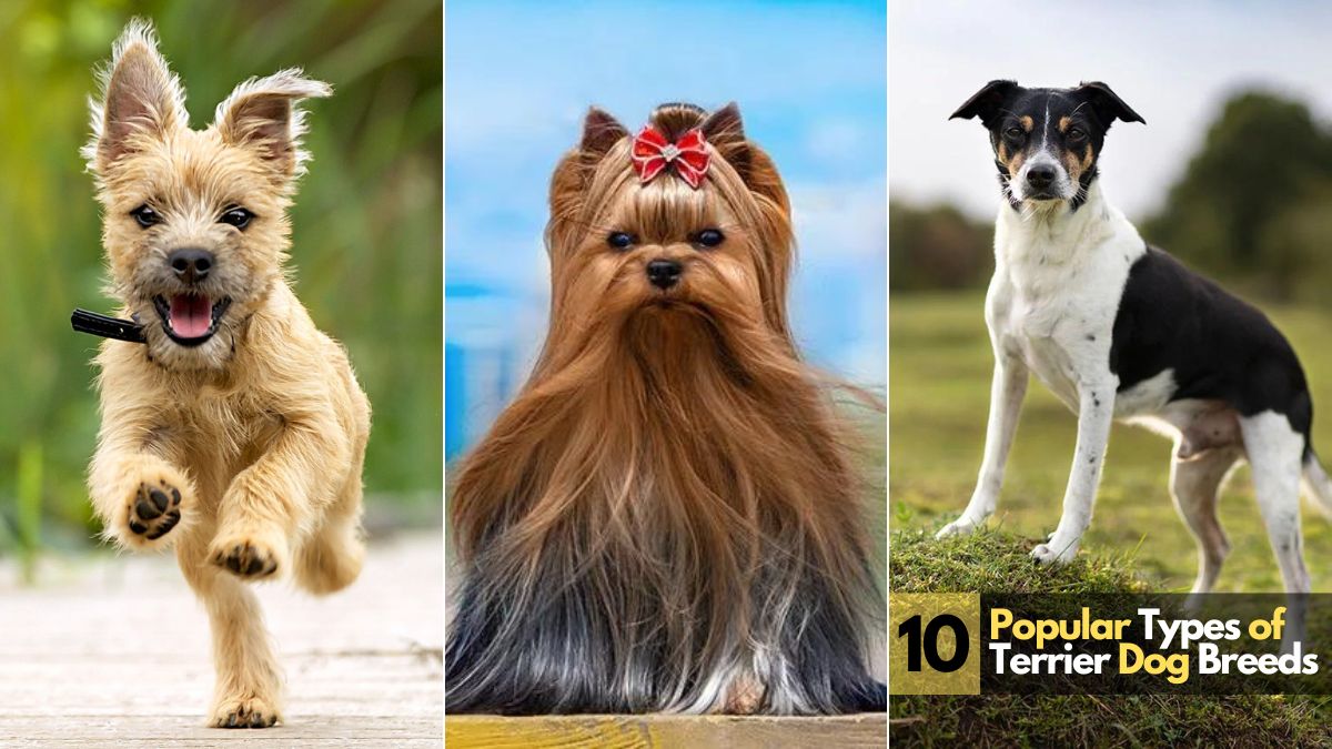 How Many Terrier Breeds are There? Top 10 Terrier Dog Breeds