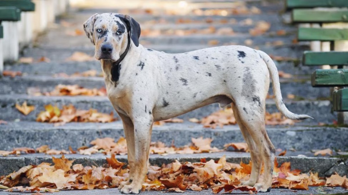 The Catahoula Leopard Dog: Louisiana’s Unique Working Breed