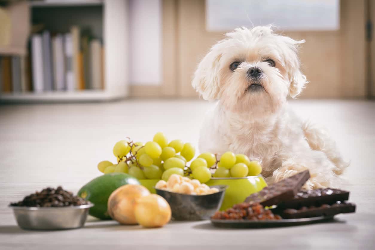 What Dogs Can and Cannot Eat
