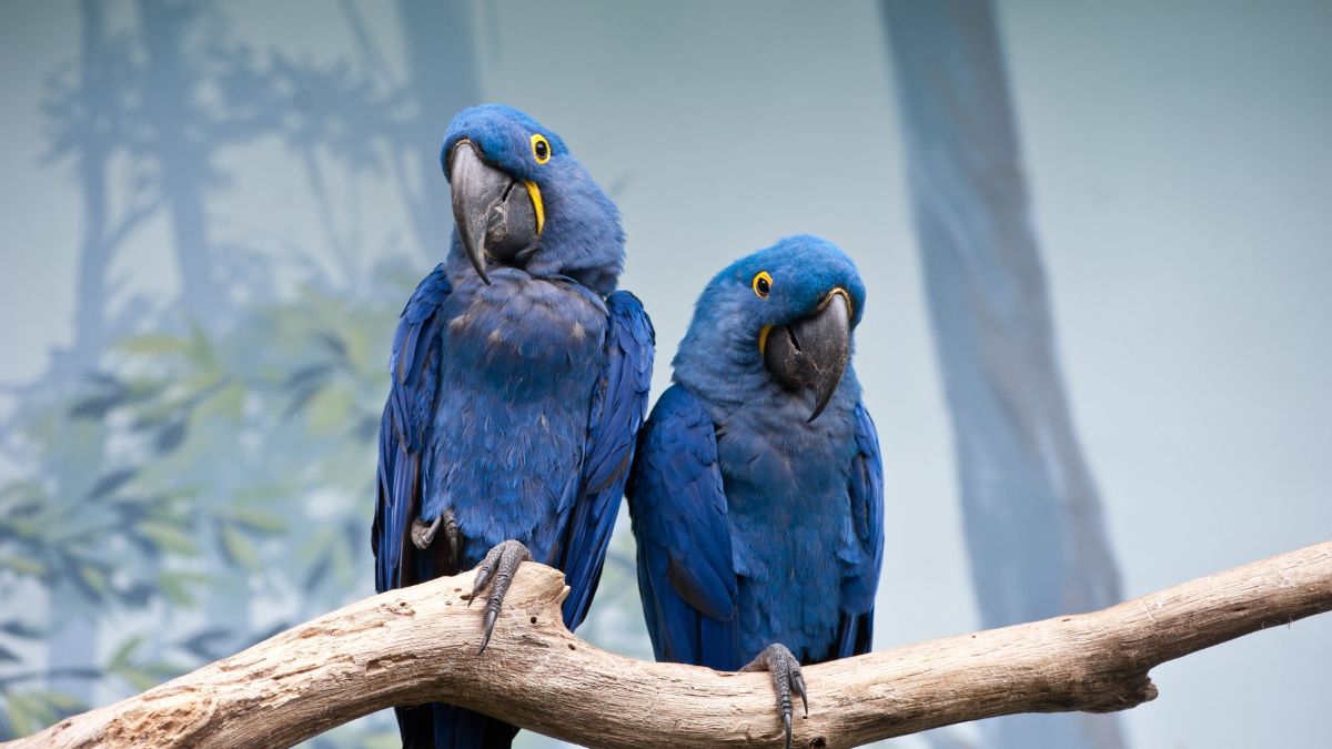 Bird Conservation