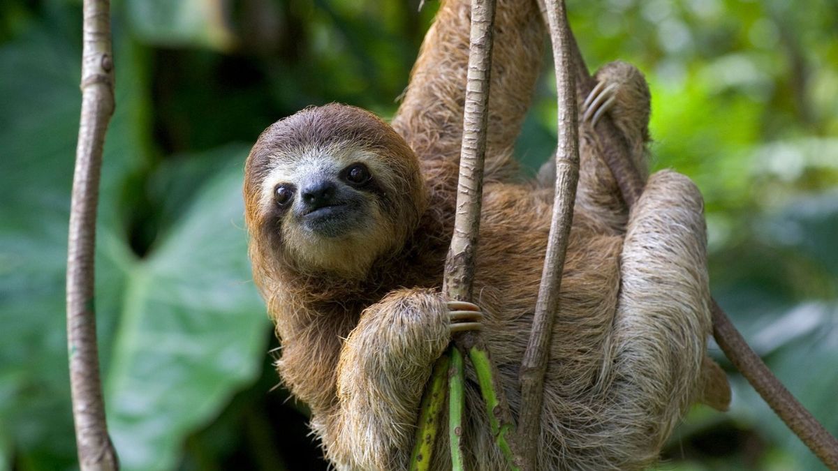 Whimsical Animals Sloth